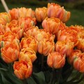 Тюльпаны махровые ранние (9)